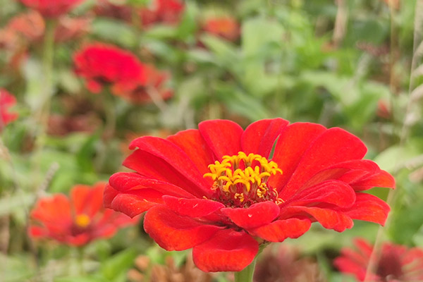 沈阳陵园花艺和绿植要巧妙应用